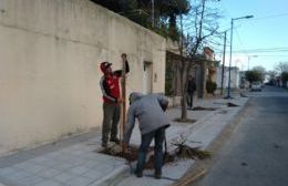 Parques y Paseos repone arboles extraídos por la construcción de cordón cuneta